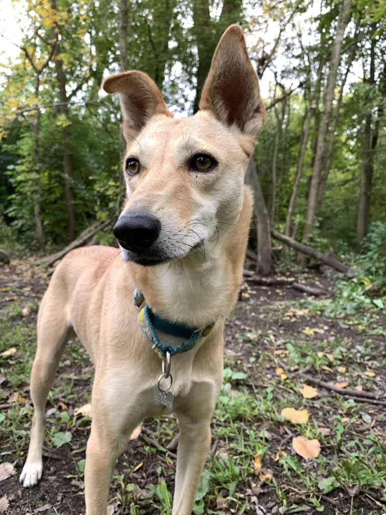 Ruby, a South Asian Village Dog tested with EmbarkVet.com