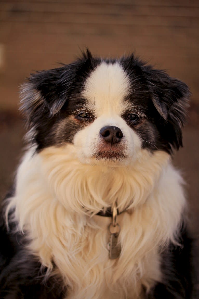 Bear, a Japanese Chin and Poodle (Small) mix tested with EmbarkVet.com