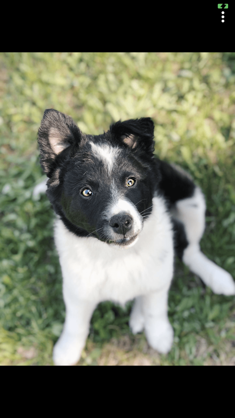Finch, a Border Collie and American Eskimo Dog mix tested with EmbarkVet.com