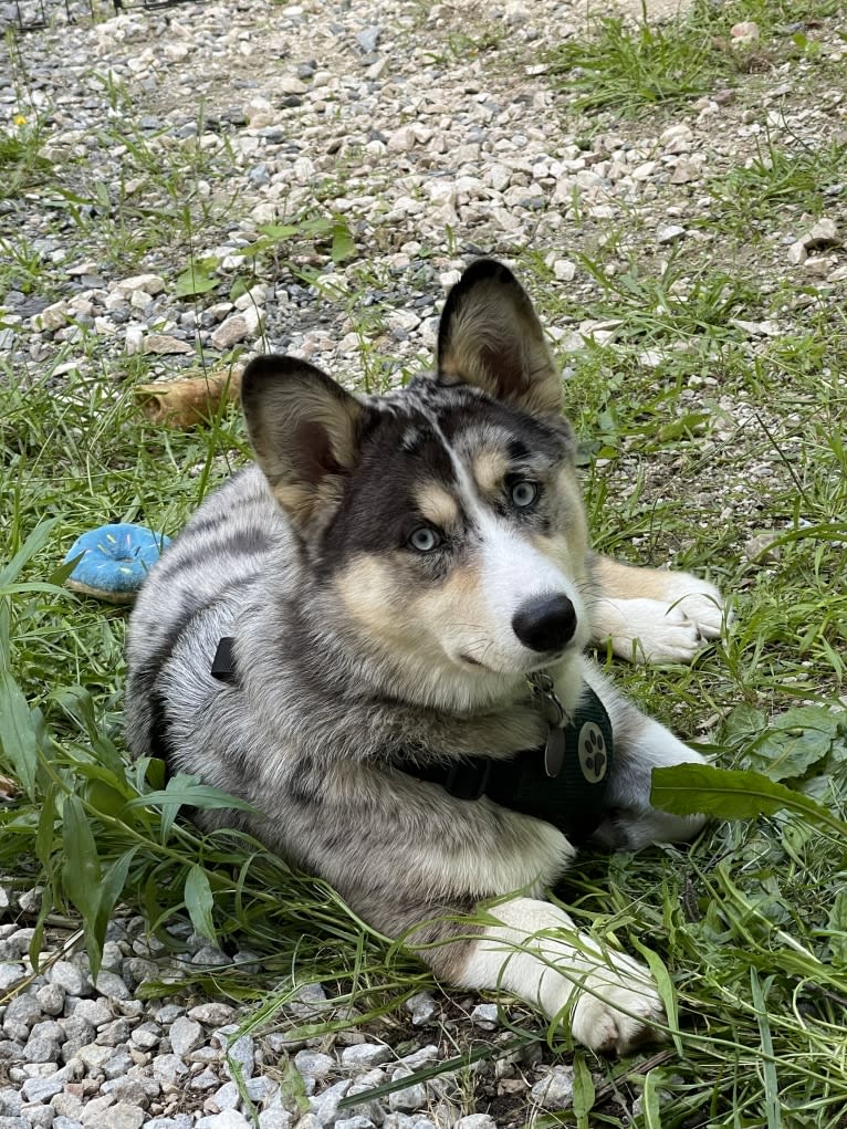 Brooks K. Crowley, a Siberian Husky and Pembroke Welsh Corgi mix tested with EmbarkVet.com