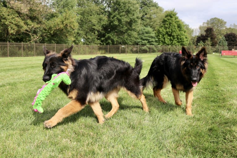 Greta, a German Shepherd Dog tested with EmbarkVet.com