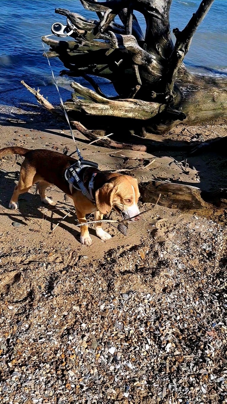 Bingo, a Beagle and American Pit Bull Terrier mix tested with EmbarkVet.com