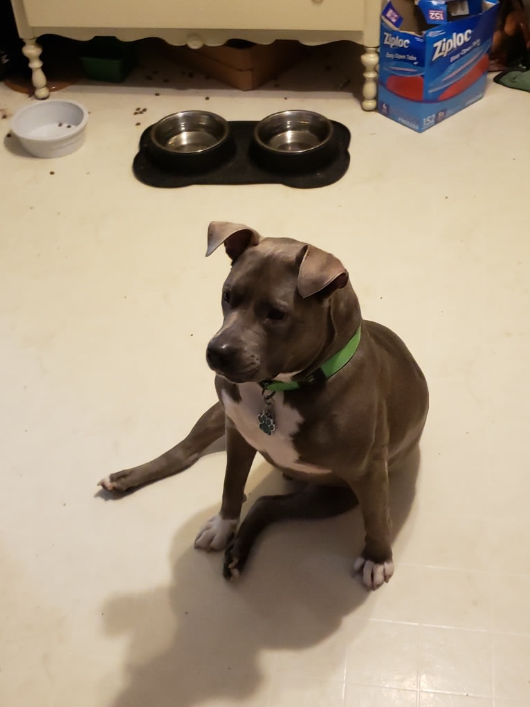 Photo of Yoshi, an American Pit Bull Terrier and American Staffordshire Terrier mix in Ohio, USA