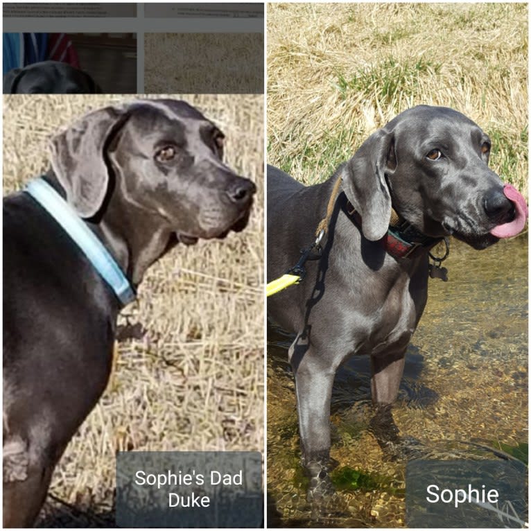 Sophie, a Weimaraner tested with EmbarkVet.com