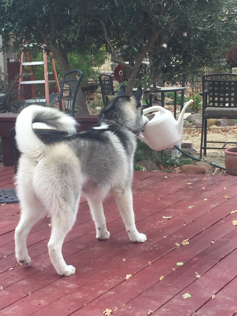 Romeo, a Siberian Husky and Alaskan Malamute mix tested with EmbarkVet.com