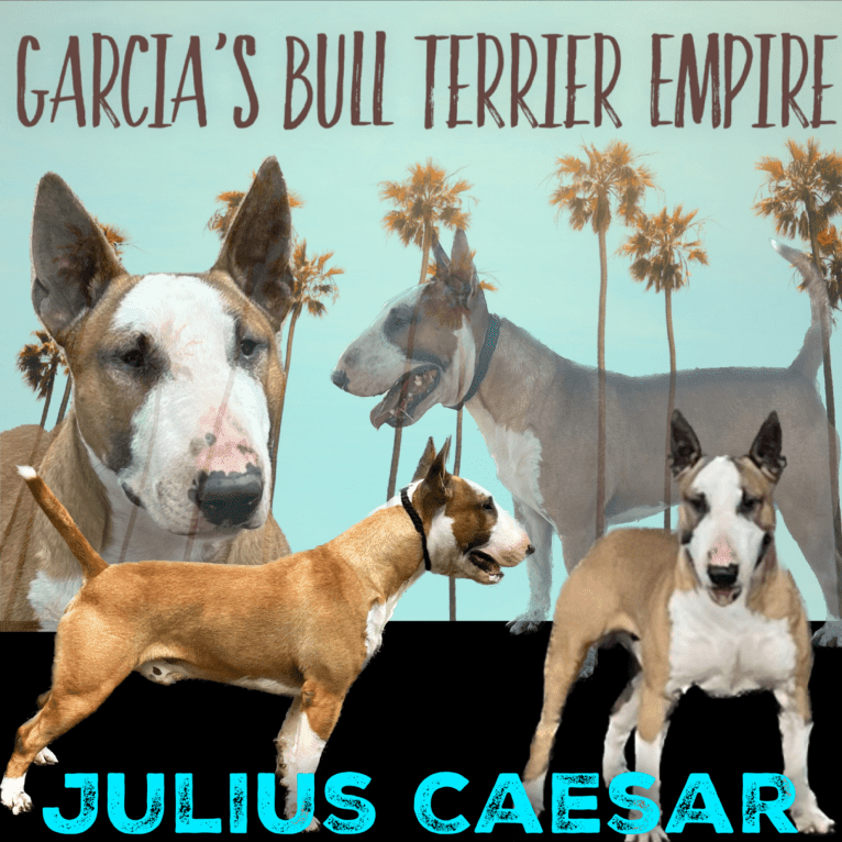 Julius Caesar, a Bull Terrier tested with EmbarkVet.com