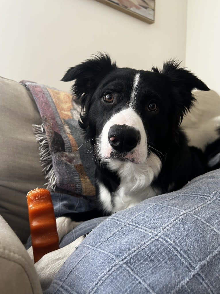 DDF Arlo, a Border Collie tested with EmbarkVet.com