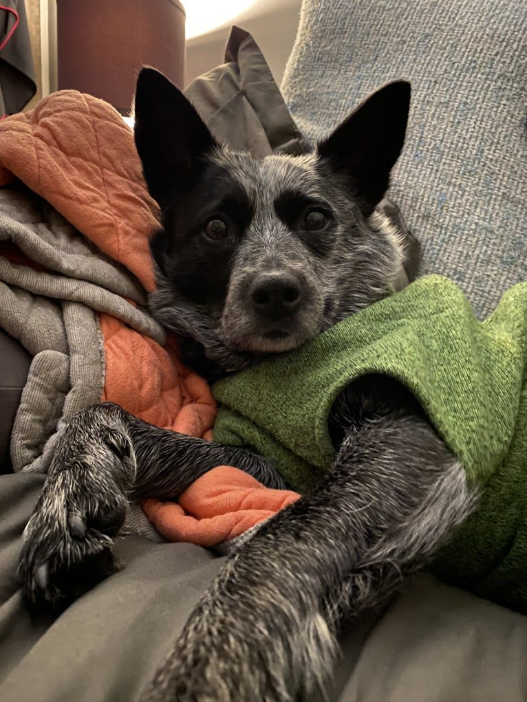 Brontë, an Australian Cattle Dog and Border Collie mix tested with EmbarkVet.com
