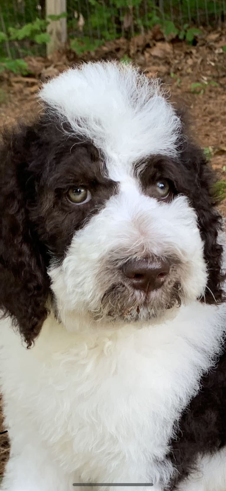 Charlie, a Poodle (Standard) tested with EmbarkVet.com