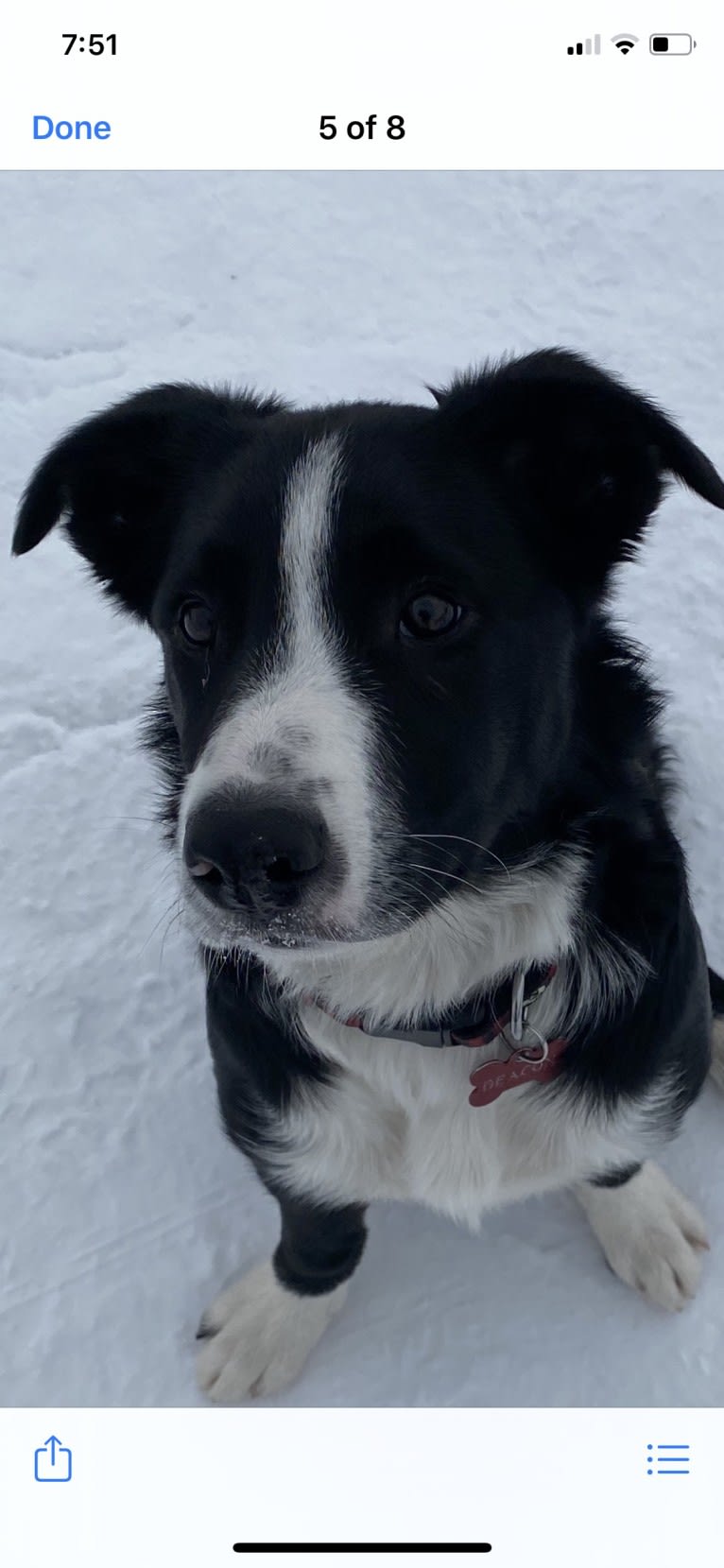 Deacon, a Border Collie tested with EmbarkVet.com