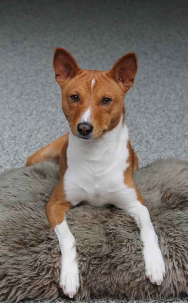 Dar Bony-Sona Cristofer Robin, a Basenji tested with EmbarkVet.com