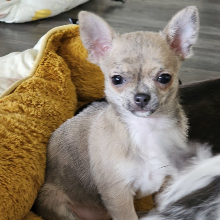 Luna, a Chihuahua tested with EmbarkVet.com