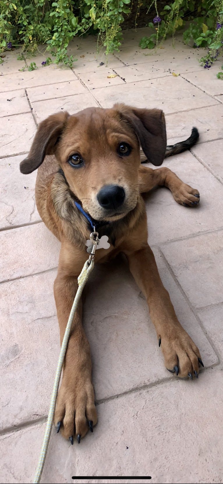 Maui, an American Pit Bull Terrier and Rottweiler mix tested with EmbarkVet.com