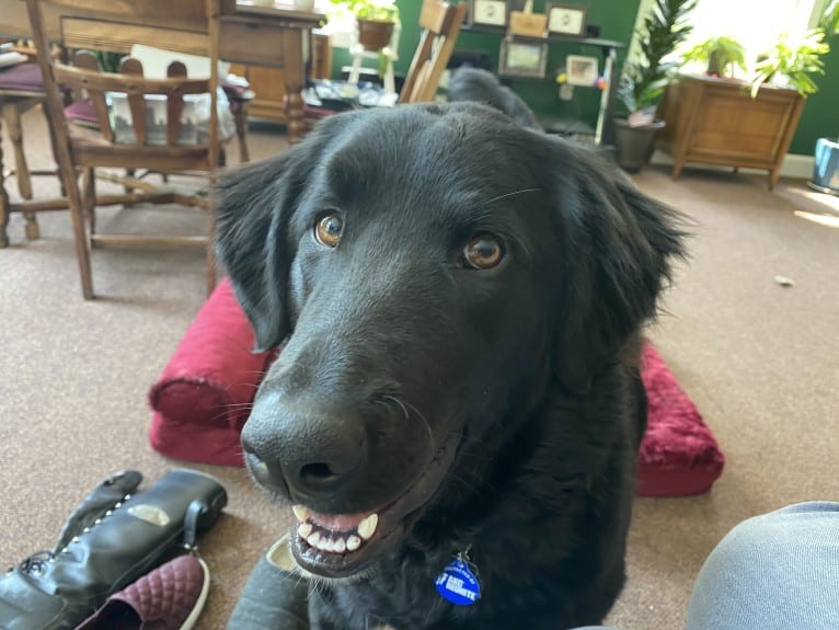 Care Bear Ross, a Labrador Retriever and Australian Cattle Dog mix tested with EmbarkVet.com