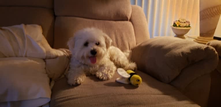 Benji, a Poodle (Small) and Bichon Frise mix tested with EmbarkVet.com