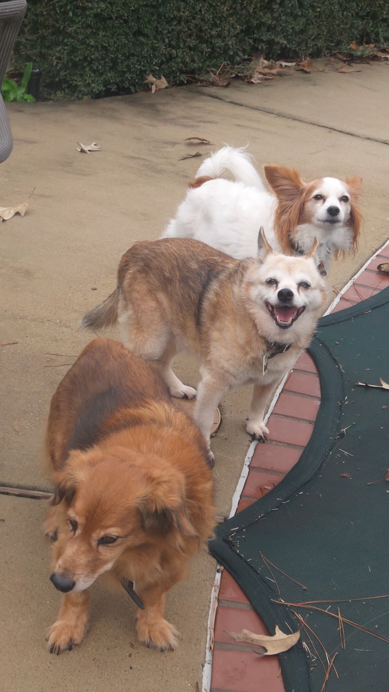 Lassie, a Pomeranian and Rat Terrier mix tested with EmbarkVet.com