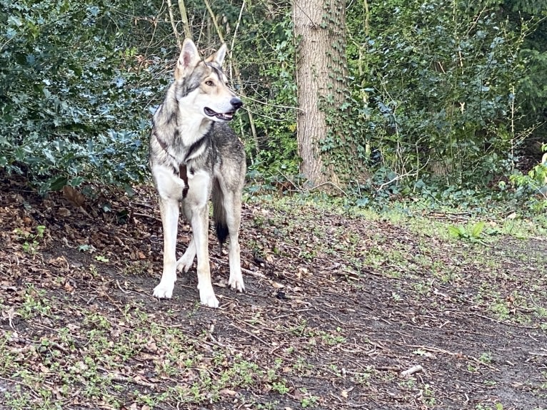 Kasper (Mountain Dew Phillip), a Saarloos Wolfdog tested with EmbarkVet.com