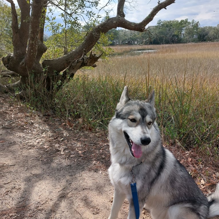 Aragorn, a Siberian Husky and German Shepherd Dog mix tested with EmbarkVet.com
