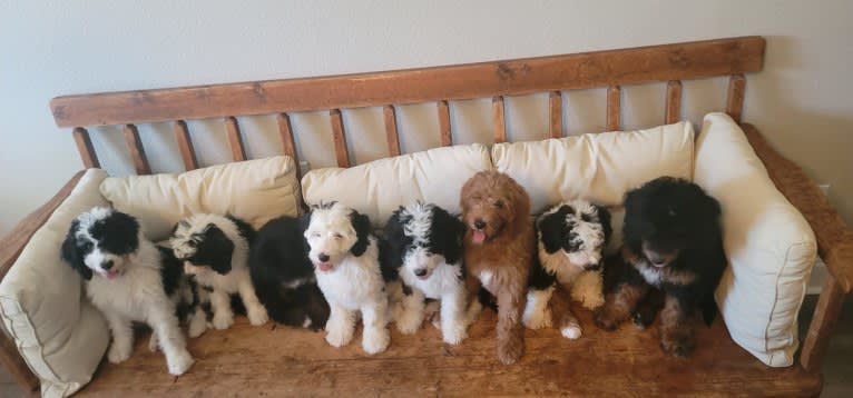 Ferdinand, a Bernedoodle tested with EmbarkVet.com