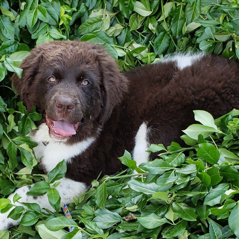 Dolly, a Newfoundland tested with EmbarkVet.com