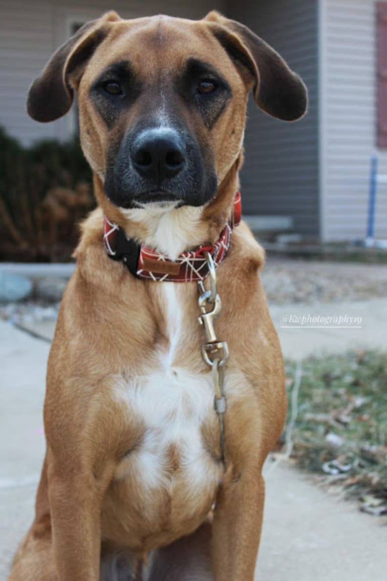 Ace, an American Pit Bull Terrier and Australian Cattle Dog mix tested with EmbarkVet.com