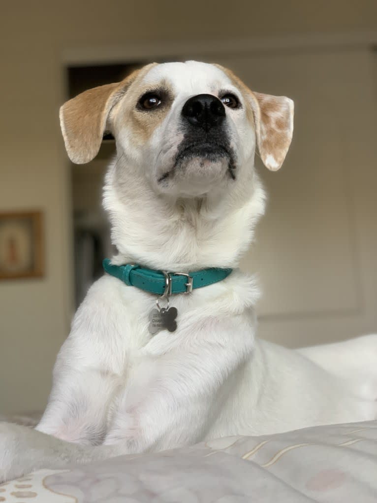 Bella, a Great Pyrenees and Australian Cattle Dog mix tested with EmbarkVet.com