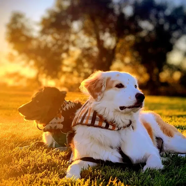 LIKE A RIVER FLOWS "Leilo", a Great Pyrenees and Australian Shepherd mix tested with EmbarkVet.com