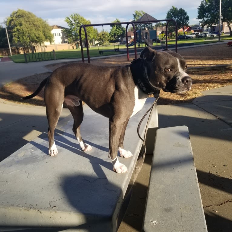 MaSiWei, an American Bully tested with EmbarkVet.com
