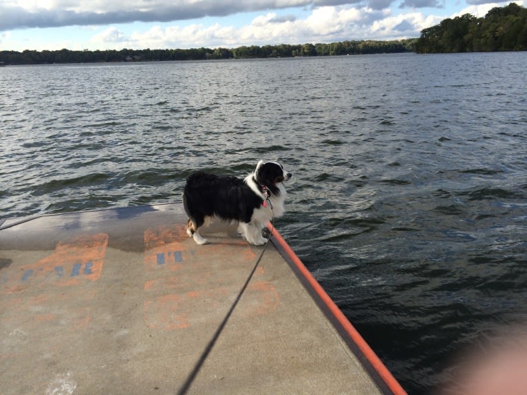 Tucker, an Australian Shepherd tested with EmbarkVet.com