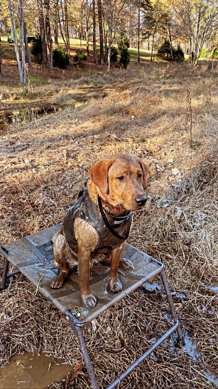 Rip, a Labrador Retriever tested with EmbarkVet.com