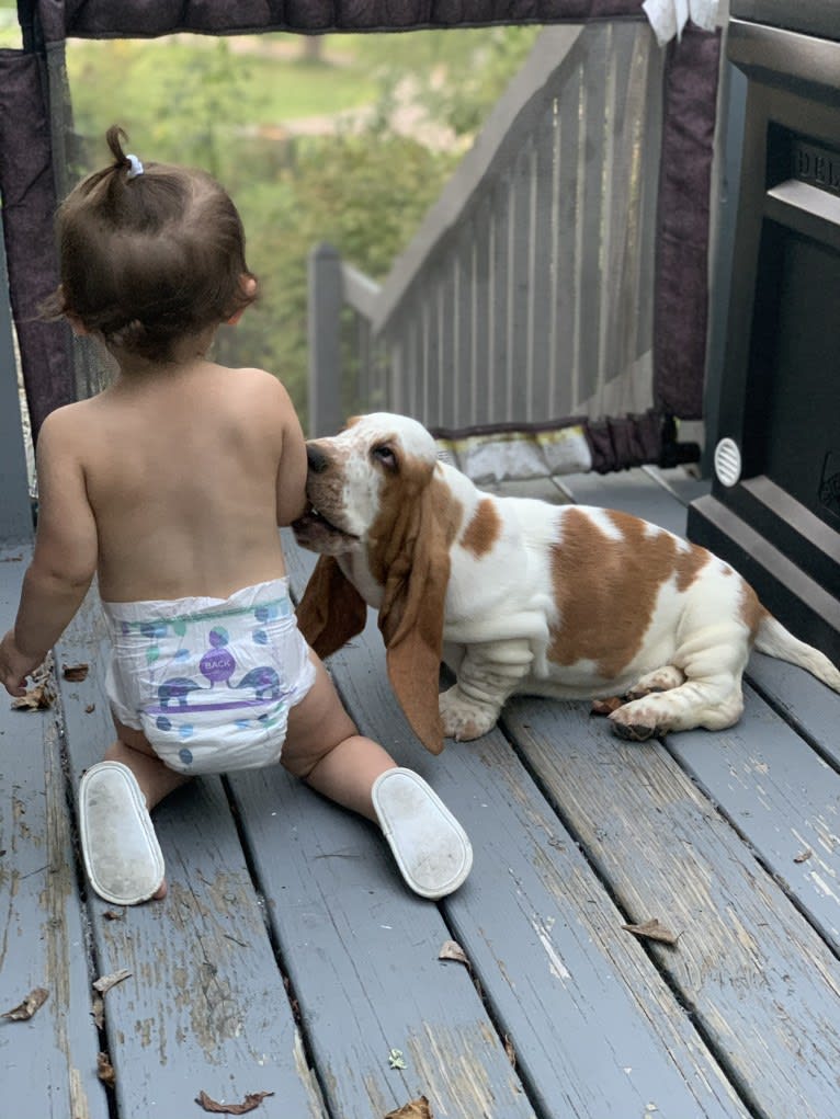 Rudy, a Basset Hound tested with EmbarkVet.com