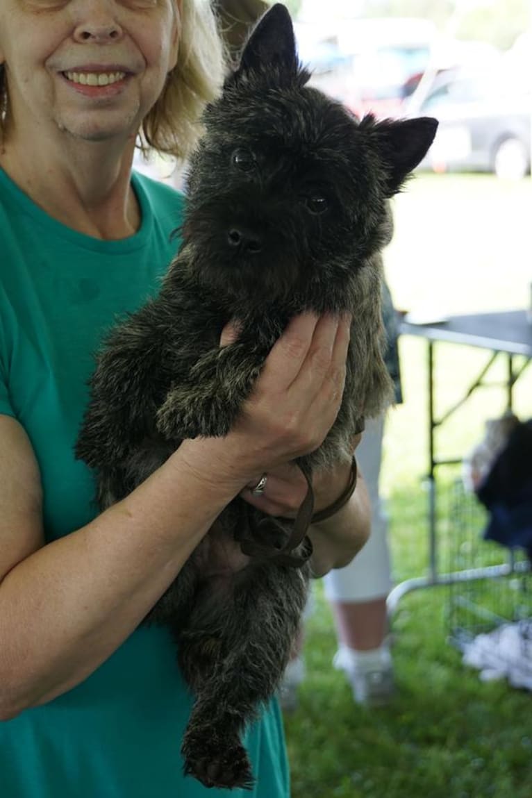 oliva, a Cairn Terrier tested with EmbarkVet.com