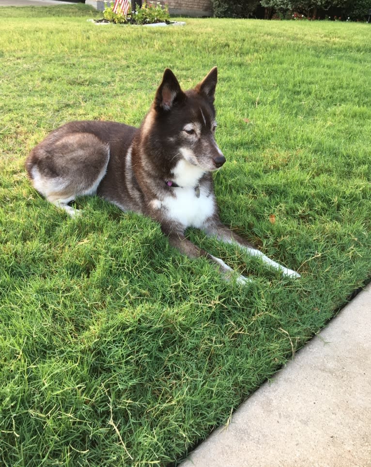 Lucky, a Siberian Husky and Border Collie mix tested with EmbarkVet.com