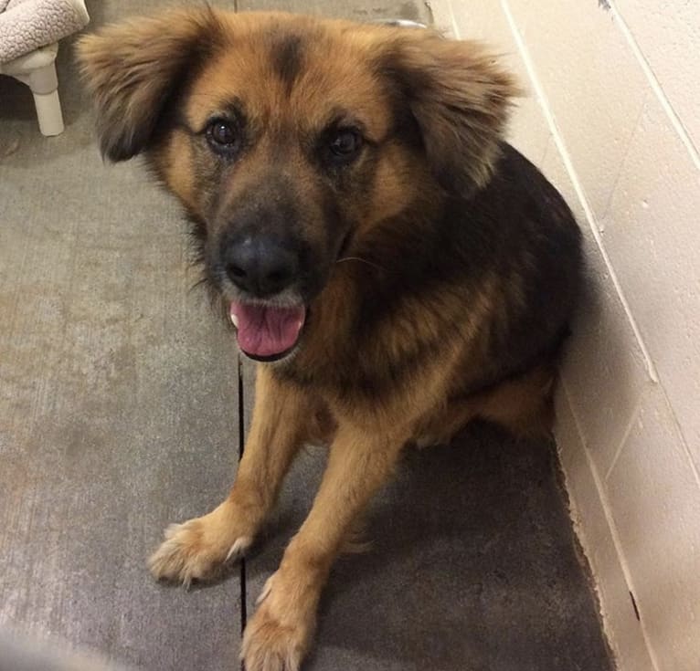 Max, a German Shepherd Dog and Labrador Retriever mix tested with EmbarkVet.com