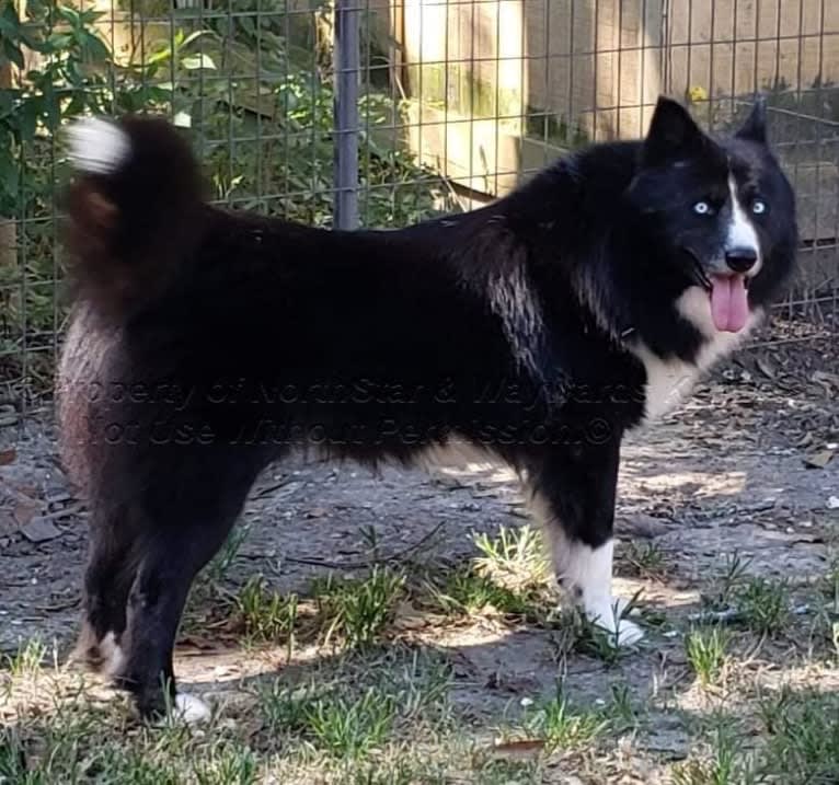 Racer, a Yakutian Laika and Siberian Husky mix tested with EmbarkVet.com