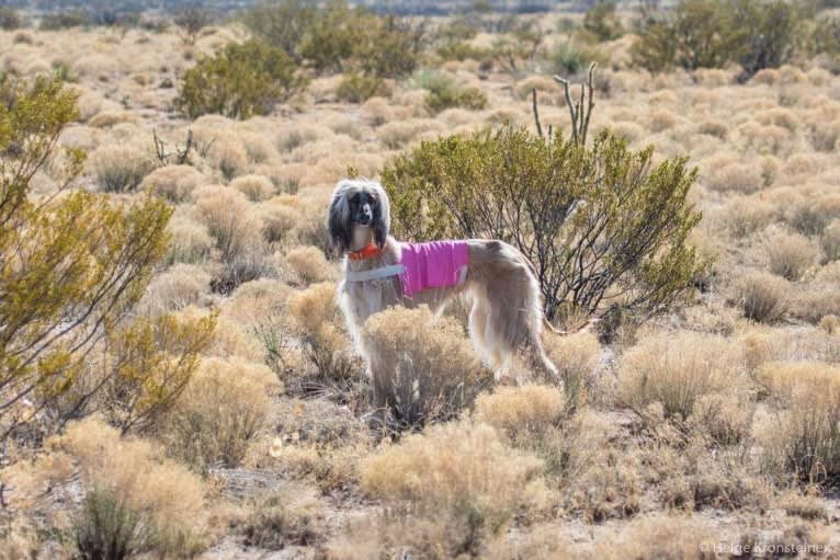 Habbi, an Afghan Hound tested with EmbarkVet.com