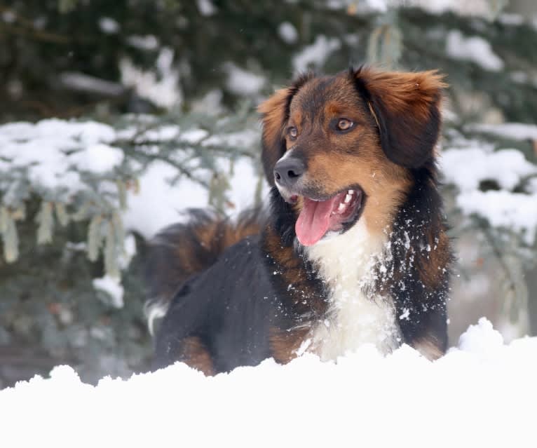 Burley, an English Shepherd tested with EmbarkVet.com