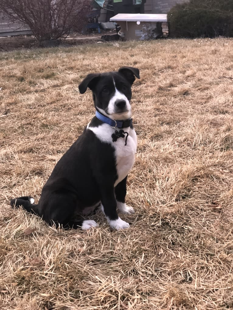 Easton, a Great Pyrenees and American Pit Bull Terrier mix tested with EmbarkVet.com