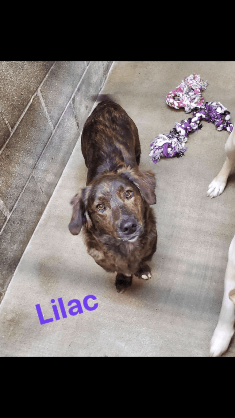 Lilac, a Dachshund and Great Pyrenees mix tested with EmbarkVet.com