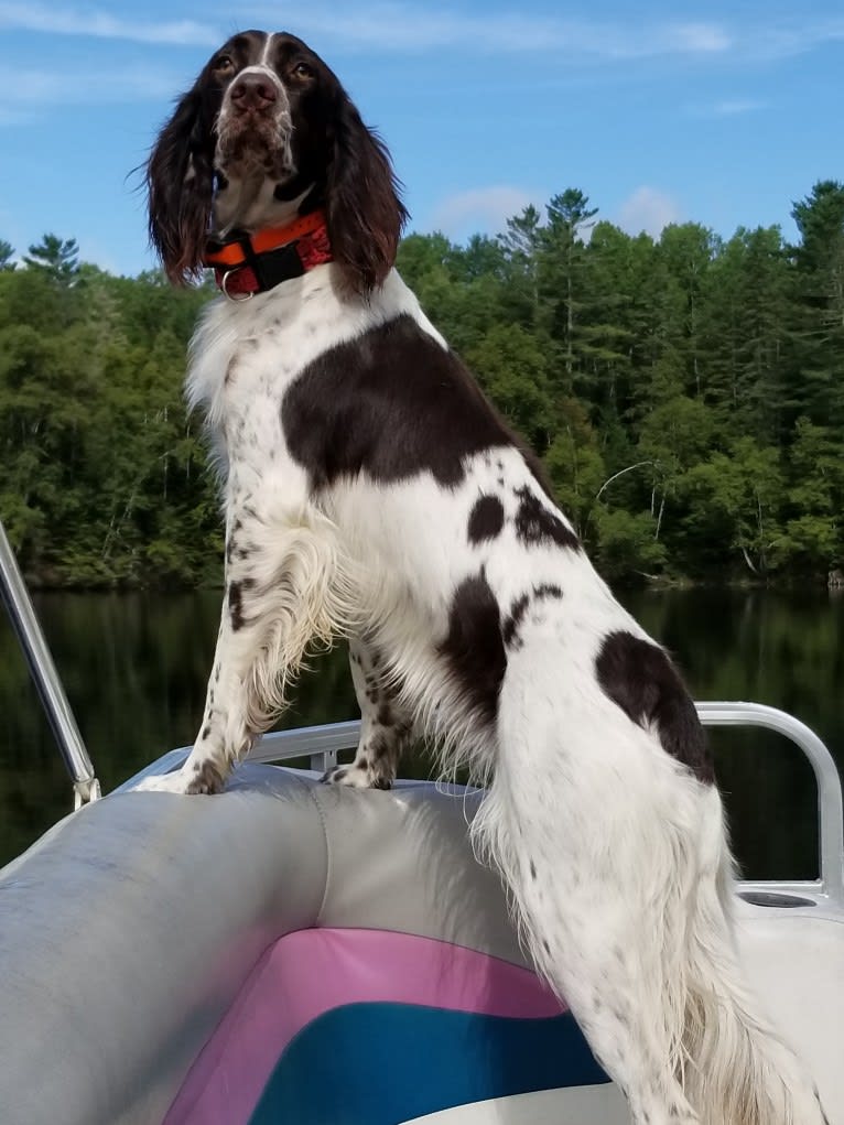 Alyss, a French Spaniel tested with EmbarkVet.com