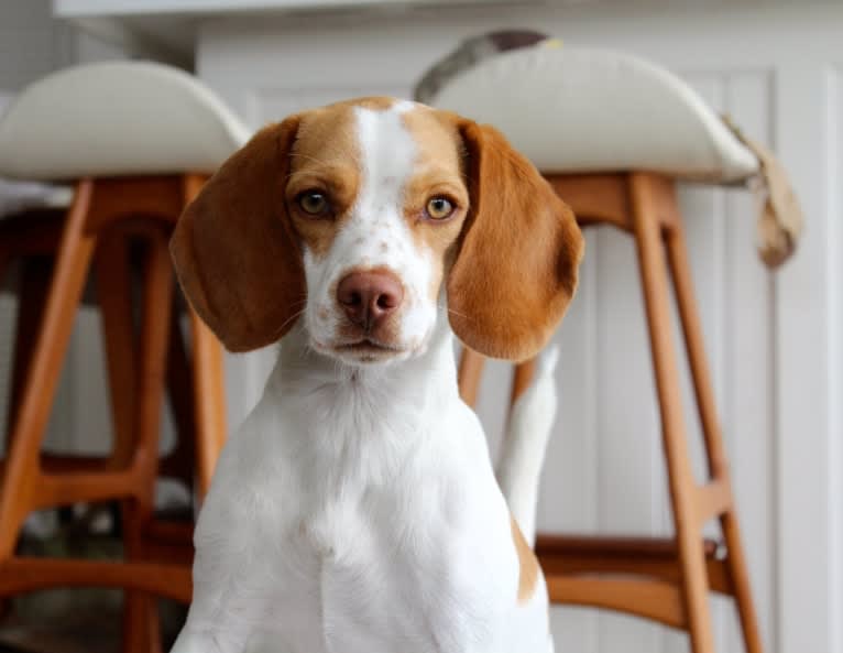 Betty, a Beagle tested with EmbarkVet.com