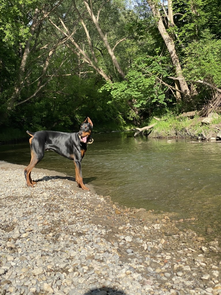 Milou, a Doberman Pinscher tested with EmbarkVet.com