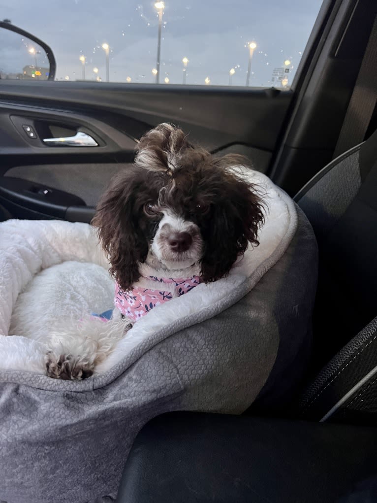 Chicken Nugget, a Poodle (Small) (4.3% unresolved) tested with EmbarkVet.com