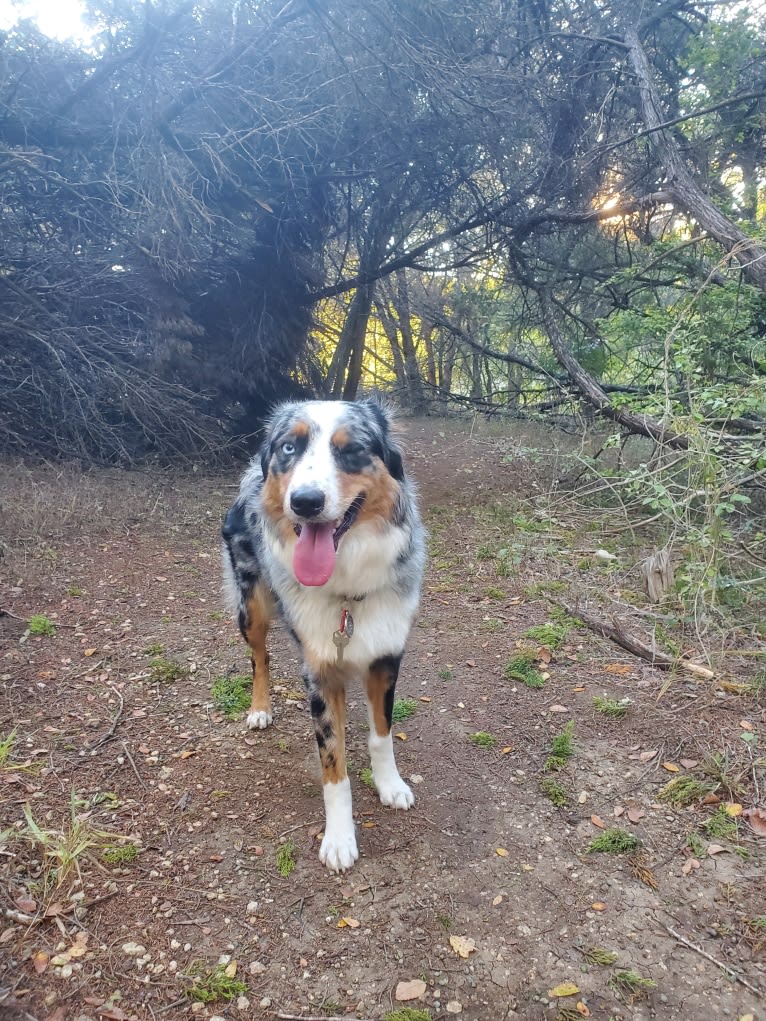 Ellie Einstein Cow Creek Aussies, an Australian Shepherd tested with EmbarkVet.com