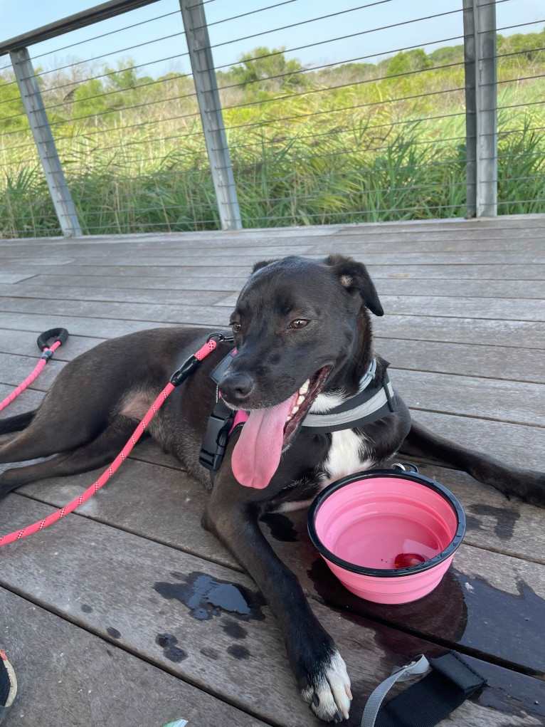 Cindy, an American Pit Bull Terrier and Australian Cattle Dog mix tested with EmbarkVet.com