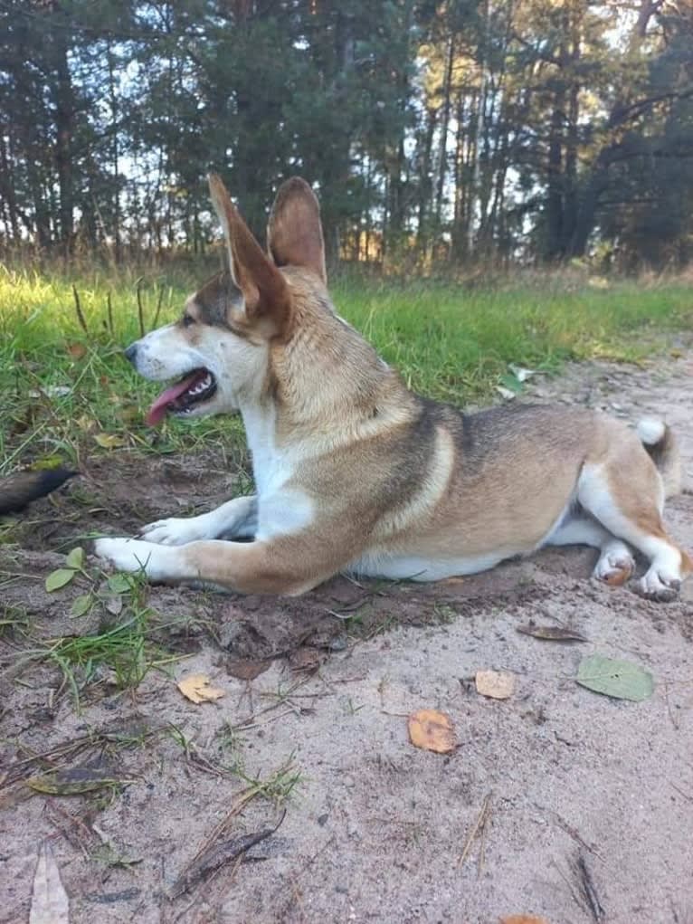 Bella, an Eastern European Village Dog tested with EmbarkVet.com