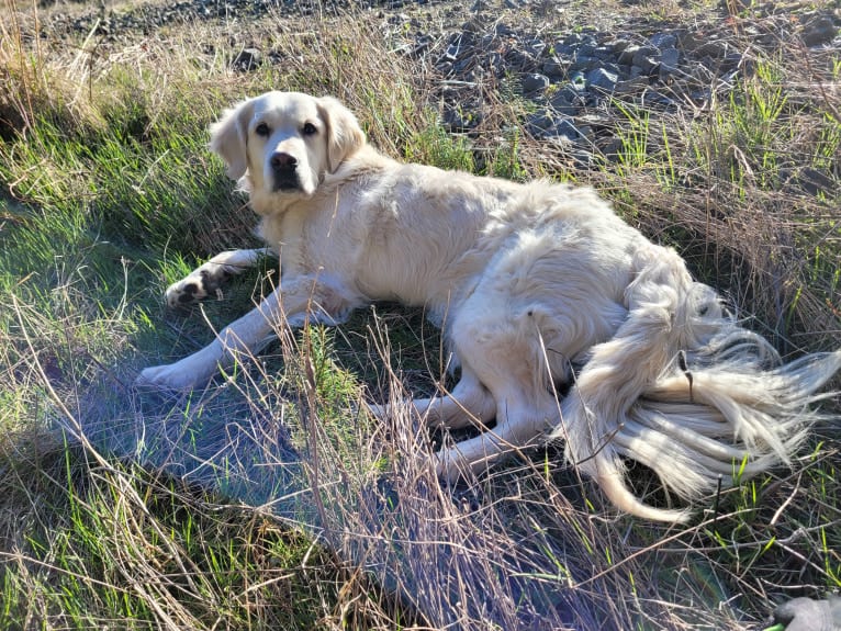 Juniper, a Golden Retriever tested with EmbarkVet.com