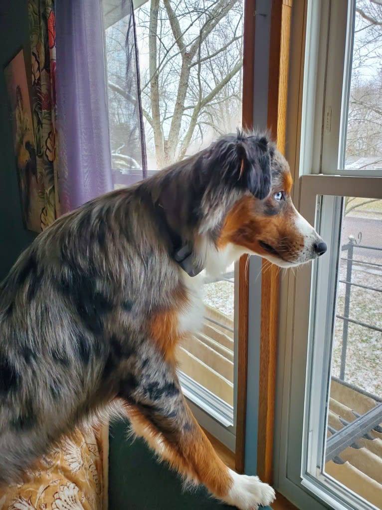 Remi, an Australian Shepherd and Border Collie mix tested with EmbarkVet.com