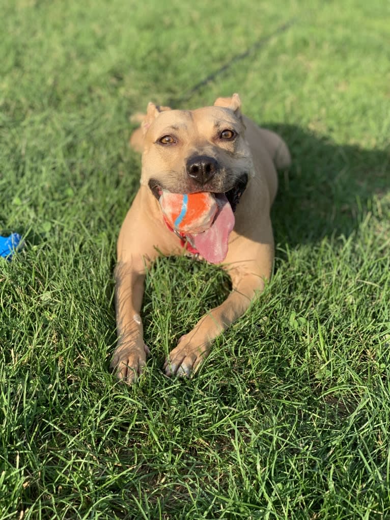 Winnie, an American Pit Bull Terrier tested with EmbarkVet.com