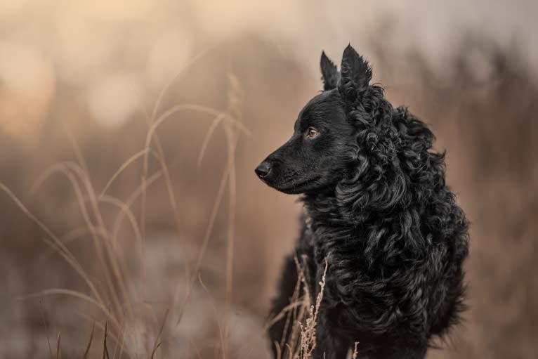 Regerastace Aska "Åska", a Mudi tested with EmbarkVet.com